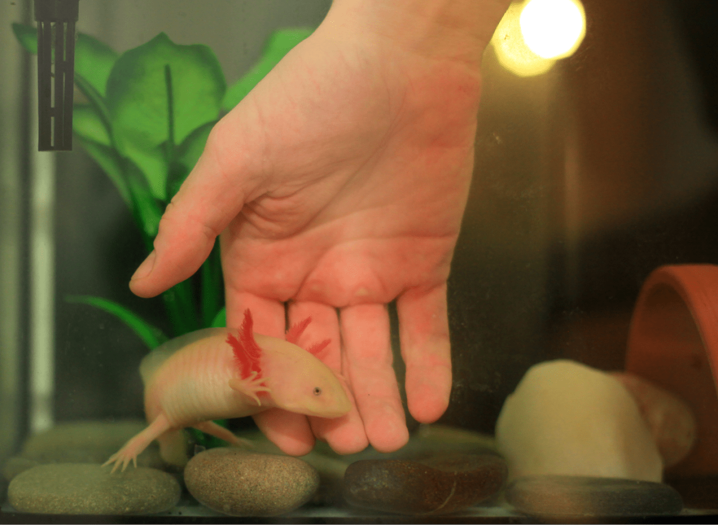 Can you Hold an Axolotl? Handling Tips, Techniques, and Precautions
